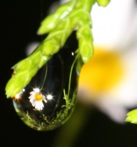 Daisy Inside-httpswww.flickr.comphotosdrphotomoto2802389462